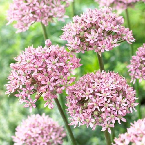 Allium Pink Jewel